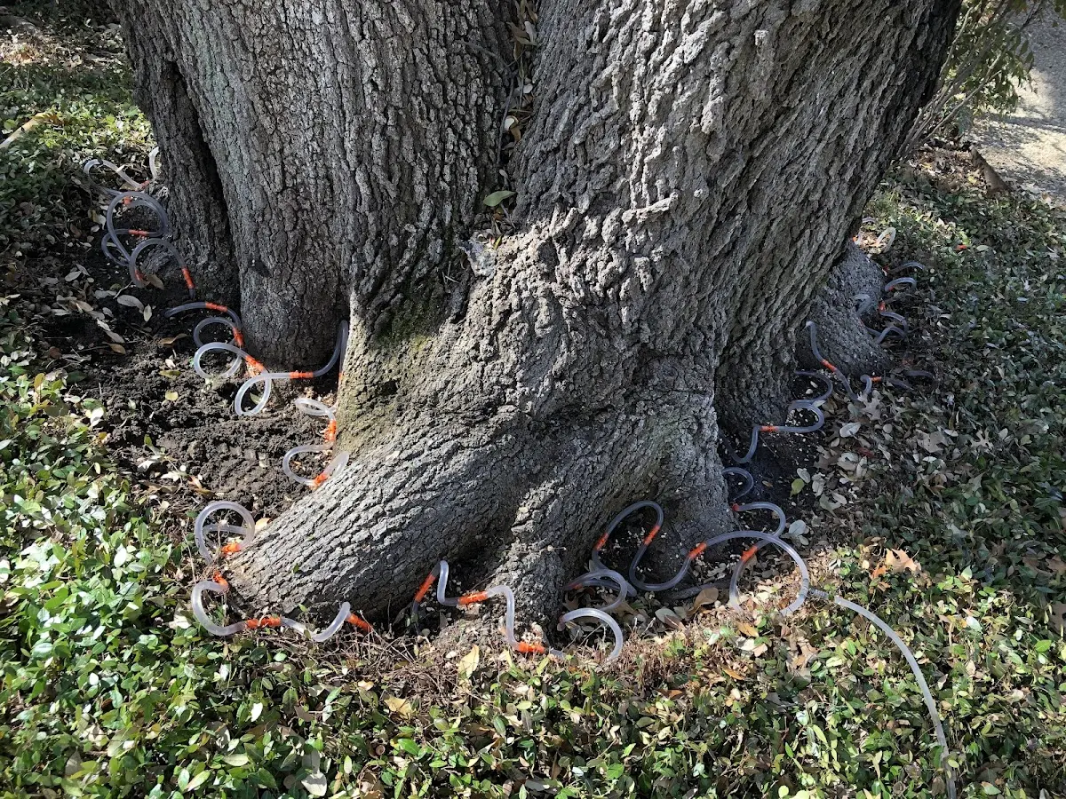 Detailed Tree Cabling and Bracing job site in Hokah